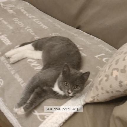 Photo 1/1 Chat trouvé Trouvé à Mantes la jolie