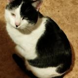 Photo de chat perdu à Vitry En Charollais