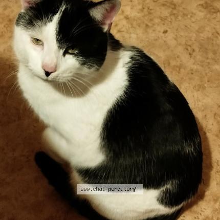 Photo 1/1 Roger Chat perdu à Vitry en charollais