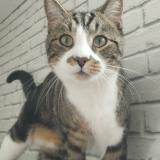 Photo de chat perdu à Abscon