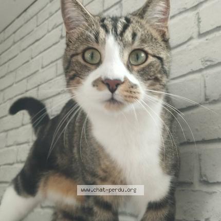 Photo 1/1 Peanuts Chat perdu à Abscon