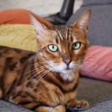 Photo de chat perdu à Margencel