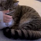 Photo de chat perdu à Brains