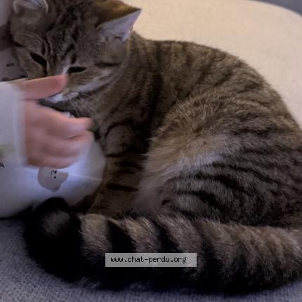 Photo 1/1 Nana Chat perdu à Brains