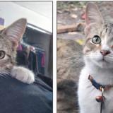 Photo de chat perdu à Bradenton