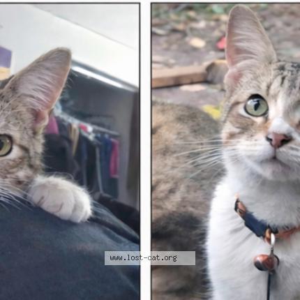 Photo 1/1 Chiquilín Chat perdu à Bradenton