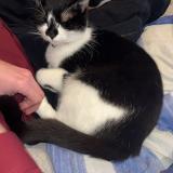 Photo de chat perdu à La Ferriere Aux Etangs