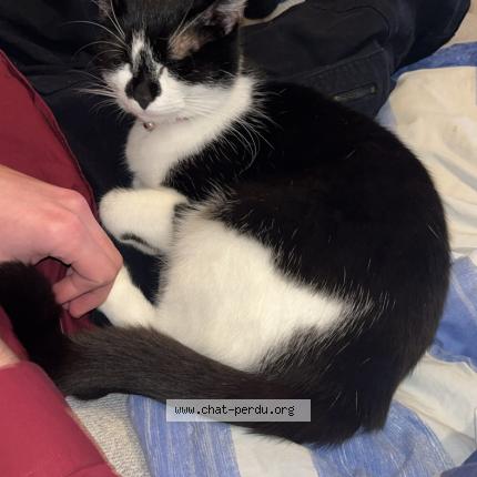 Photo 1/1 Myrtille Chat perdu à La ferriere aux etangs