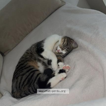 Photo 1/1 Ninoucha Chat perdu à Meyrin