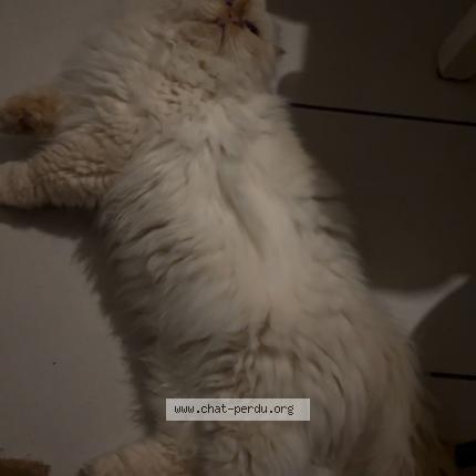 Photo de chat perdu à Lille