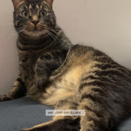 Photo 1/1 Mowgli Chat perdu à Mulhouse