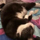 Photo de chat perdu à Jaxsonvill