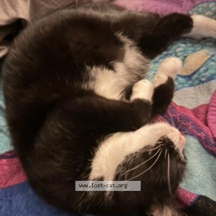 Photo 1/1 Blizzard Chat perdu à Jaxsonvill