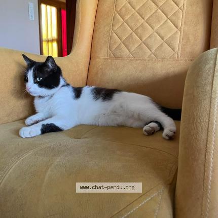 Photo de chat perdu à Sarrebourg