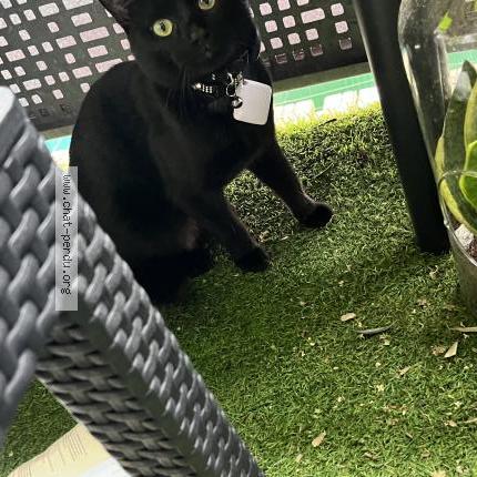 Photo 1/1 Venom Chat perdu à Limeil brevannes