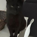 Photo de chat perdu à St Brice Sous Foret