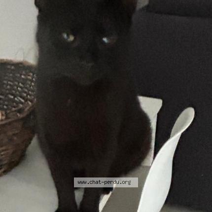 Photo 1/1 Kiko Chat perdu à St brice sous foret