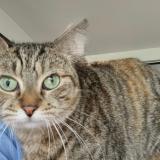 Photo de chat perdu à Conflans