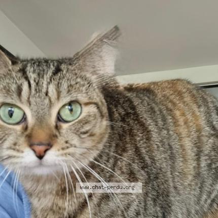 Photo 1/1 Minette Chat perdu à Conflans