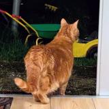 Photo de chat perdu à Saint Nazaire