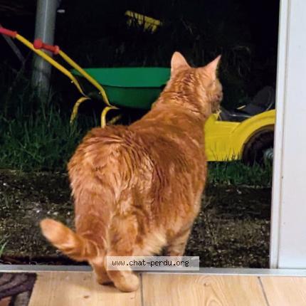 Photo 1/1 obama Chat perdu à Saint nazaire