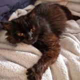 Photo de chat perdu à Maillezais