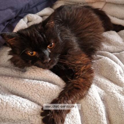 Photo 1/1 Le Chat Chat perdu à Maillezais