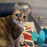 Photo de chat perdu à Virsac