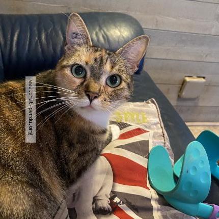 Photo 1/1 Chipie Chat perdu à Virsac