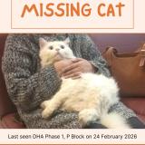 Photo de chat perdu à Lahore