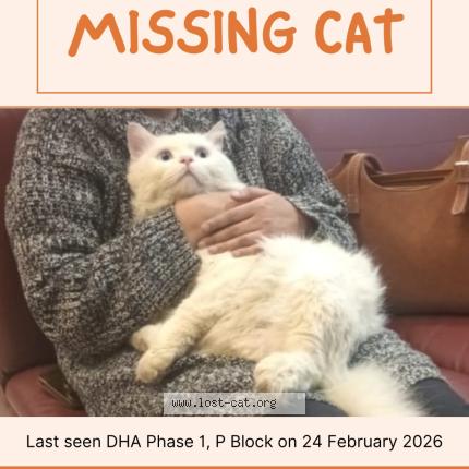 Photo 1/1 Gabbu Chat perdu à Lahore