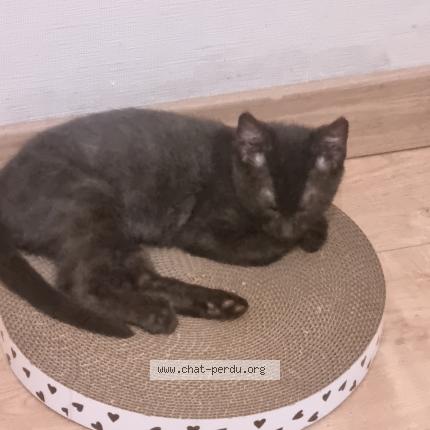 Photo de chat perdu à Feurs