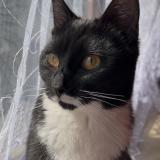 Photo de chat perdu à Bruxelles