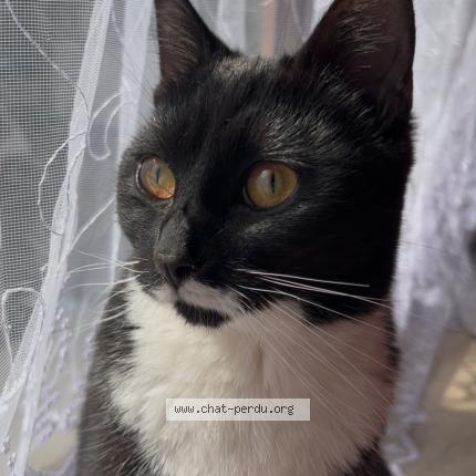 Photo 1/1 Mimi Chat perdu à Bruxelles