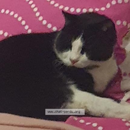 Photo 1/1 Chat retrouvé Perdu à Auzeville tolosane