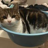 Photo de chat perdu à Sainte Eanne