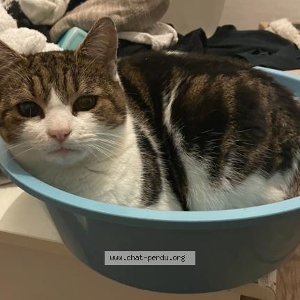 Photo 1/1 Destinez Chat perdu à Sainte eanne