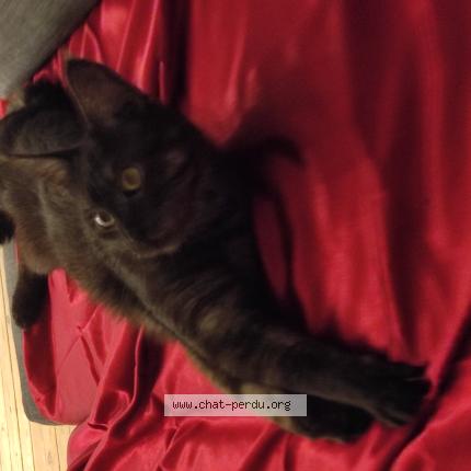 Photo 1/1 Léa van dyck Chat perdu à Nantes