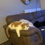 Photo de chat perdu à Limont