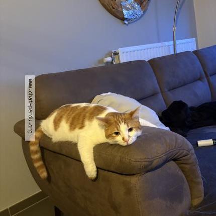 Photo 1/1 Jack Chat perdu à Limont