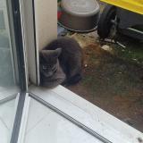 Photo de chat trouvé à Tremblay En France