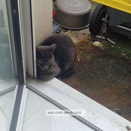 Photo 1/1 Chat trouvé Trouvé à Tremblay en france