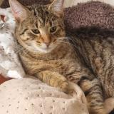 Photo de chat perdu à Chatillon Saint Jean