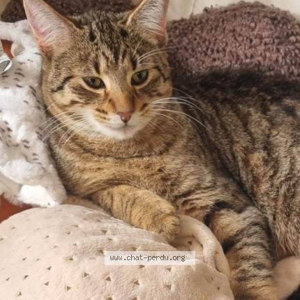 Photo 1/1 API Chat perdu à Chatillon saint jean