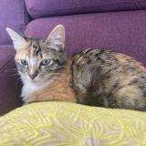 Photo de chat trouvé à Bouloc