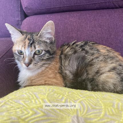 Photo 1/1 Chat trouvé Trouvé à Bouloc