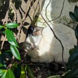 Photo de chat trouvé à 37000 Tours