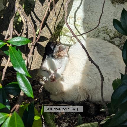 Photo 1/1 Chat trouvé Trouvé à 37000 tours