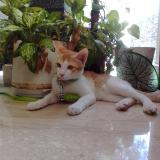 Photo de chat retrouvé à Allapuzzha