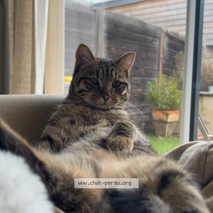 Photo de chat perdu à Cholet